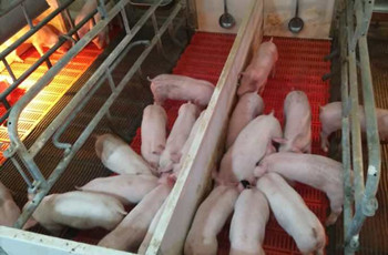 MG娱乐仔仔宝——7-60日龄乳仔猪教槽、诱食、促长专家